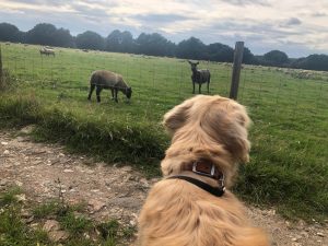 He tried to suggest I was the black sheep of the doggy world. Flamin' cheek!