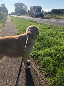 50mph my left paw! More like 70mph! Honestly, the wind rush made my ears flap!