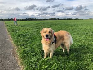 Kenley Airfield is hu-i-ge! I was absolutely cream crackered when we got back!