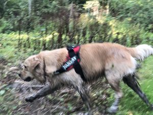 Oh my woof! I was rather muddy and smelly but it was worth it!