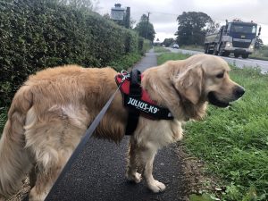 I was getting my morning walks, but I was pretty convinced I was getting the cold shoulder!
