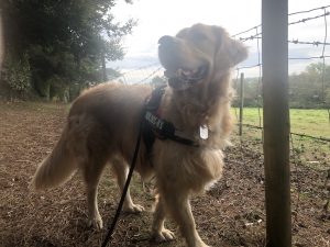 I had to go out on my own with him this morning. Mind you, I have missed him recently!