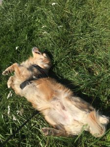 I was having a lovely roll around here until I was rudely interrupted!