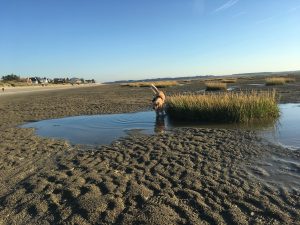 Exploring the salt flats in ... Le Crotoy!!!
