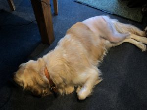 I had to bury my face so that he didn't see me laughing about the incident of the poo bag!