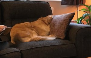 I spent a few days pushing out ????s whilst I recovered from my upset tummy!