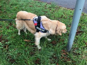 I am wearing my poppy on my harness with pride! I shall remember them too!