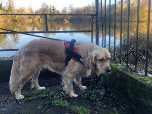 I take a bit of a rest when we get to Bay Pond and have a jolly good sniff around!
