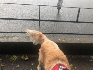I wasn't going to hang around in that weather! Look at the rain on Bay Pond!!!