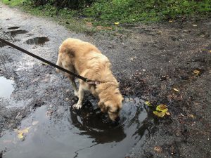 He doesn't like me drinking puddle water but I don't complain about him drinking scotch!