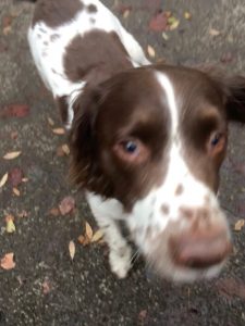 This is Duke. I'm sorry Duke that Daddy Richard is not very good with a camera!