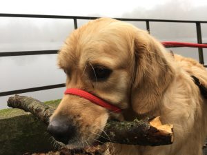 With my new lead by a very misty bay pond. Oh, the stick? One thing at a time please!