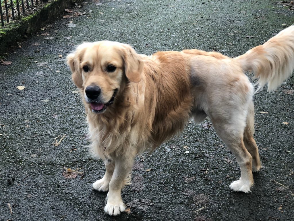 Why does he insist on taking photographs of my shaved bum? It is hardly my best side for the handsomest dog in dogdom!